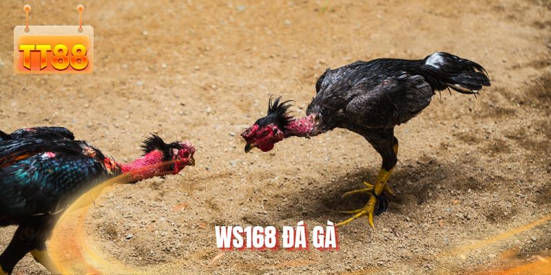 WS168 đá gà